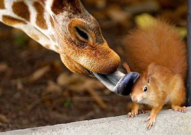 image007 giraffe tongue, red squirrel.jpg