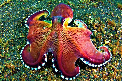 Veined Octopus.jpg