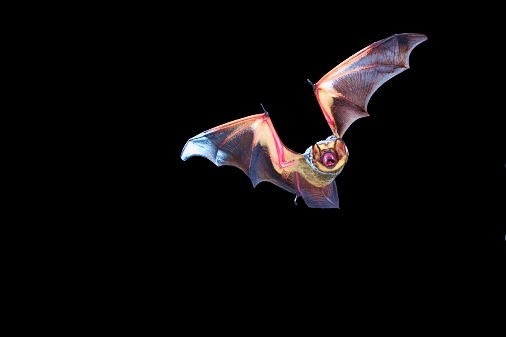 Hoary bat.jpg