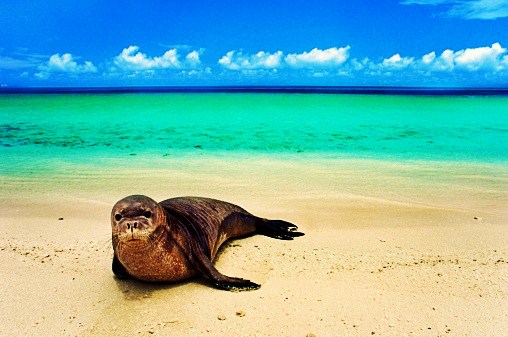 Hawaiian monk seal.jpg