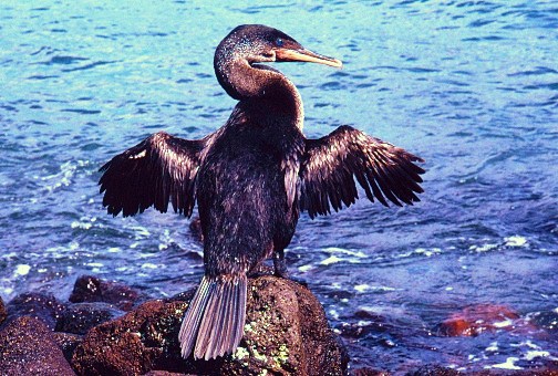 Flightless cormorant.jpg