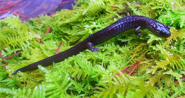 Siskiyou Mountains salamander.jpg