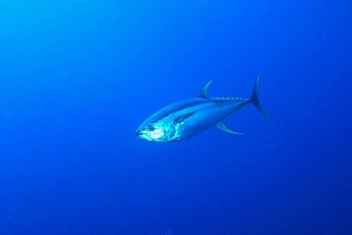 Yellowfin tuna.jpg