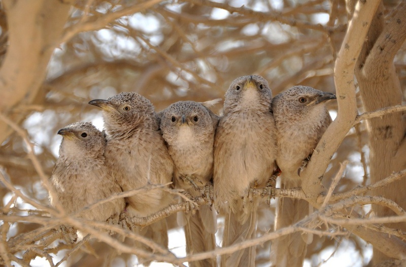 birds-130321 - Arabian babbler (Turdoides squamiceps).jpg
