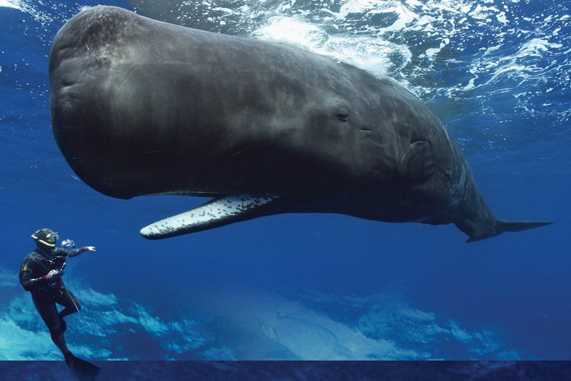 whale-1-Sperm-whale-diver - sperm whale (Physeter macrocephalus).jpg
