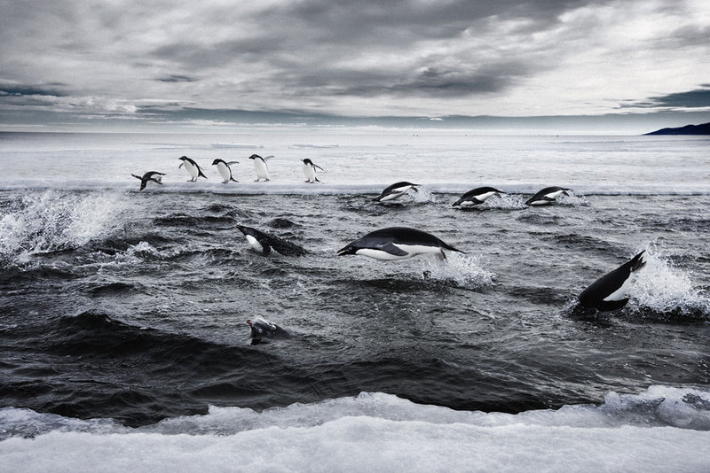 adelie-penguins-ross-sea - Adelie penguin.jpg