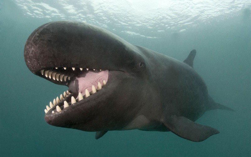 grinning-whale 2516012k - false killer whale (Pseudorca crassidens), killer smile.jpg