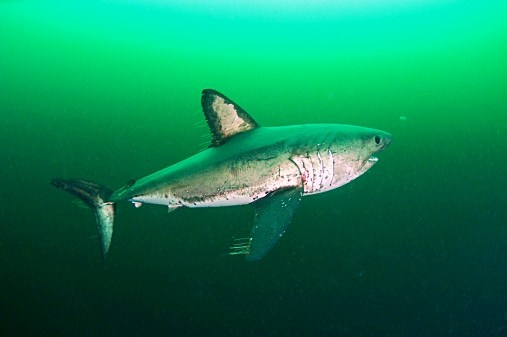 Salmon shark.jpg