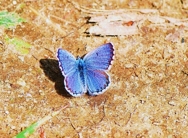 Sinai baton blue butterfly.jpg