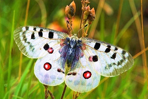 Apollo butterfly.jpg