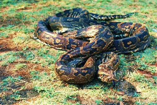 African rock python.jpg
