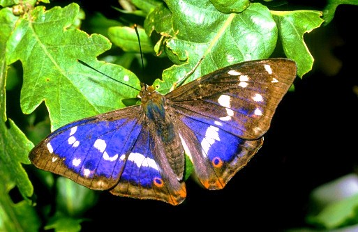 Purple emperor butterfly.jpg