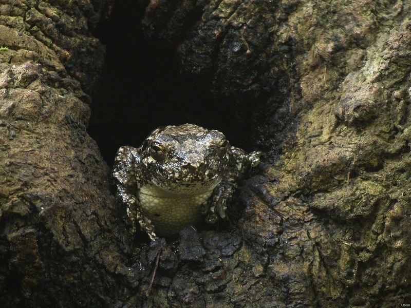 Gray-tree-frog-110720 - grey tree frog, gray treefrog (Hyla versicolor).JPG