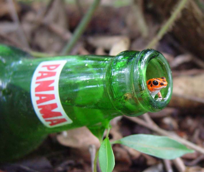 frog-bottle-120105 - Strawberry poison-dart frog (Oophaga pumilio, Dendrobates pumilio).jpg