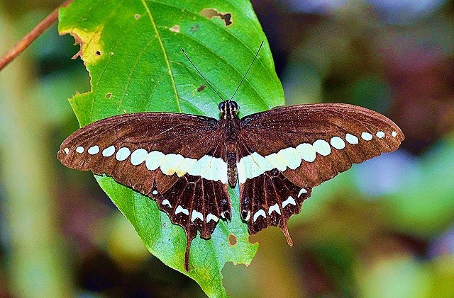 Banded Swallowtail.jpg