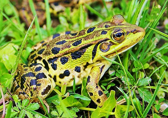Albanian water frog.jpg