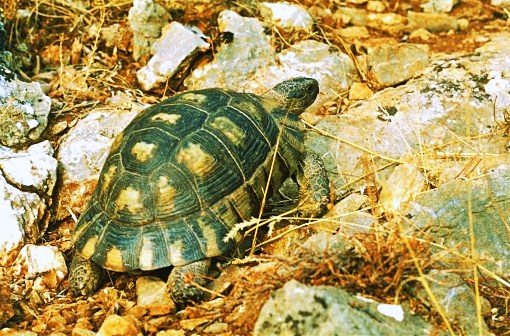 Marginated Tortoise.jpg