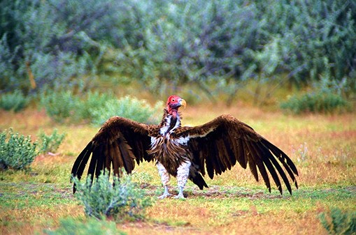 Lappet-faced vulture.jpg