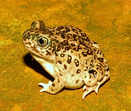 Western spadefoot toad.jpg