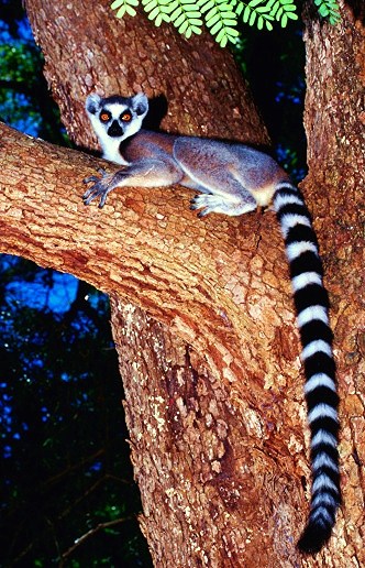 Ring-tailed lemur.jpg