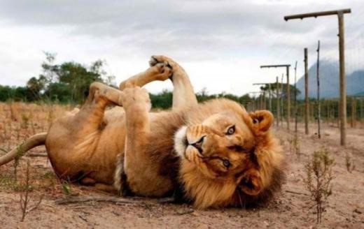 yoga lion.jpg
