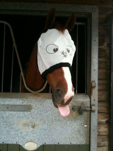 funny horse.jpg