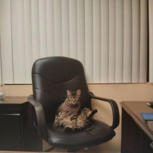 chair cat.jpg