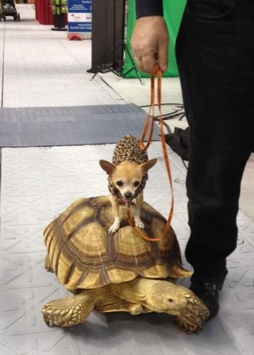 dog the turtle-rider.jpg