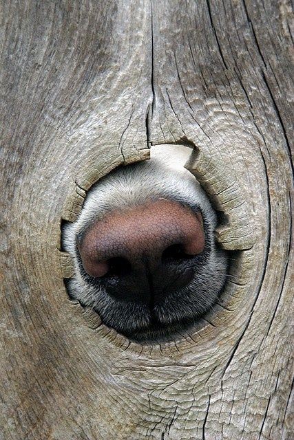 dog nose hole.jpg