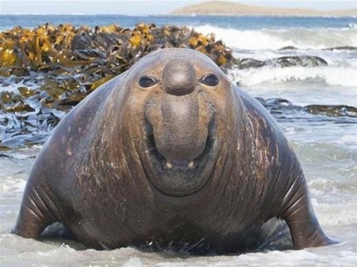 elephant seal smile.jpg