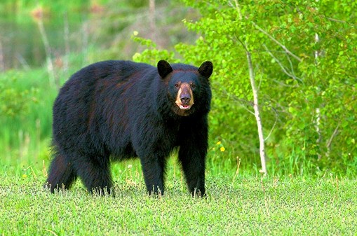 American black bear.jpg