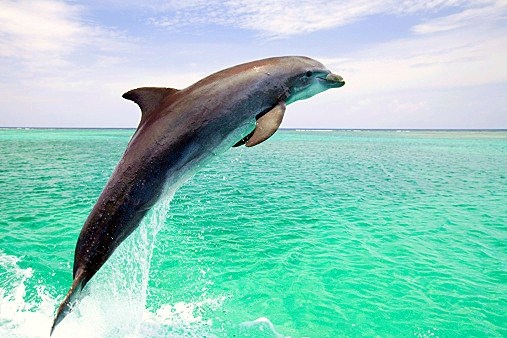 Bottlenose dolphin.jpg