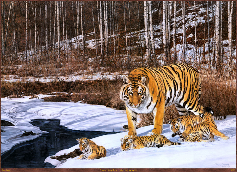 Panthera 0660 Simon Combes Siberian Winter.jpg
