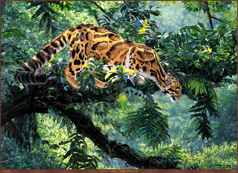 Panthera 0716 Simon Combes Jungle Phantom.jpg