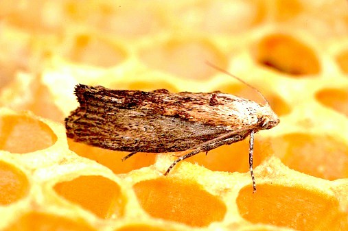 Greater wax moth.jpg