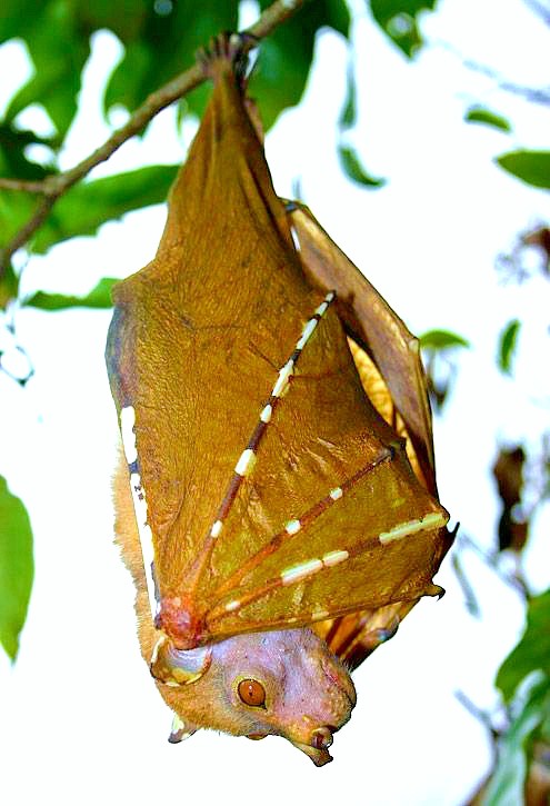 Philippine tube-nosed bat.jpg