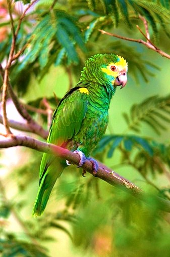 Yellow-shouldered parrot.jpg
