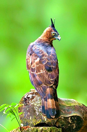 Wallace's hawk eagle.jpg