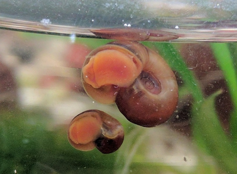 great ramshorn snails - Planorbarius corneus.jpg