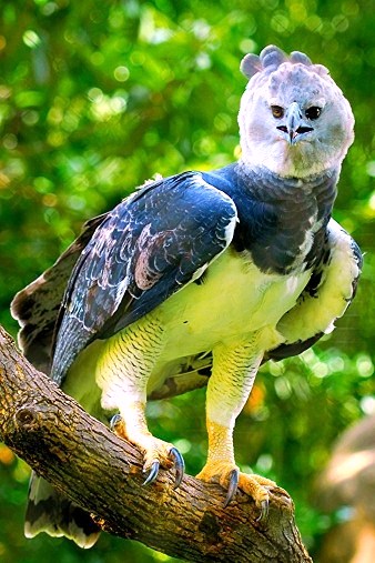 Harpy eagle.jpg