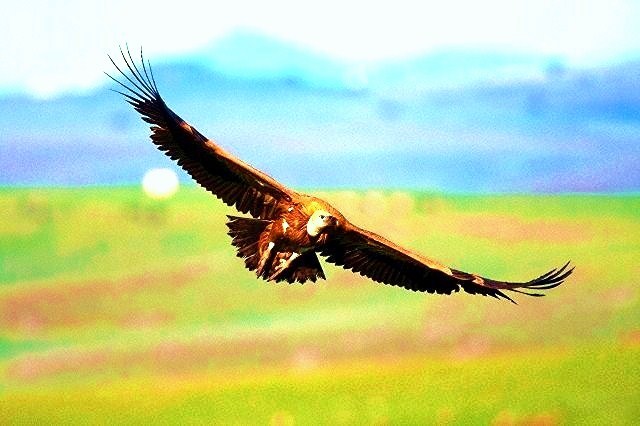 Griffon vulture.jpg