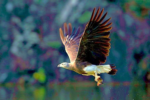 Grey-headed fish eagle.jpg