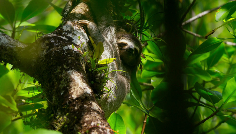 PE2 - pygmy three-toed sloth (Bradypus pygmaeus) - 001.jpg