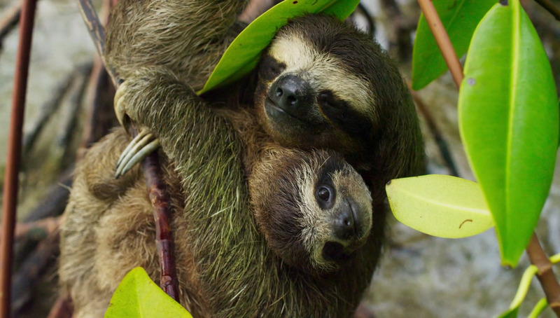 PE2 - pygmy three-toed sloth (Bradypus pygmaeus) - 002.jpg