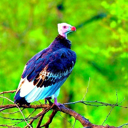 White-headed vulture.jpg