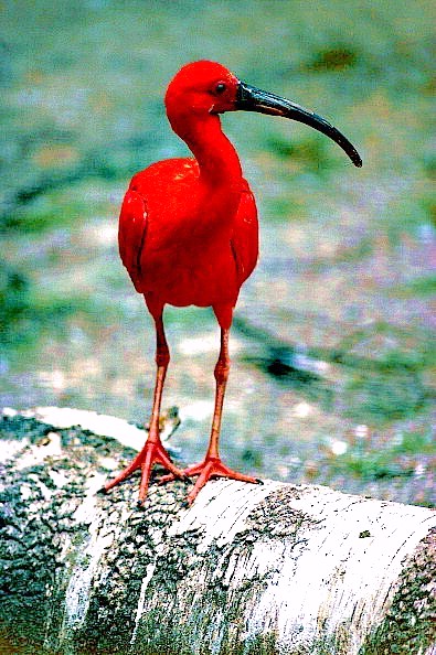 Scarlet ibis.jpg