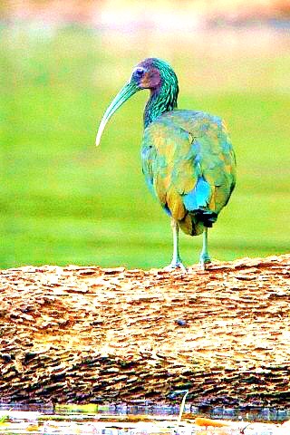Green ibis.jpg