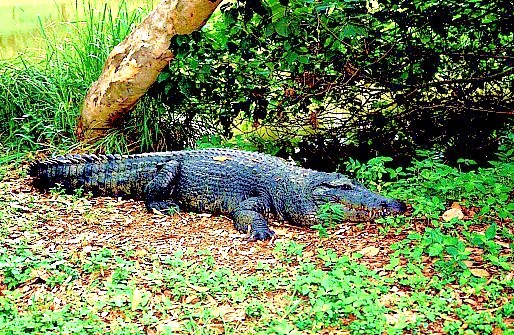 New Guinea crocodile.jpg