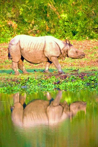Indian rhinoceros.jpg