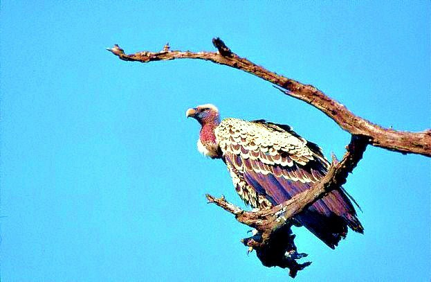 Rüppell's vulture.jpg